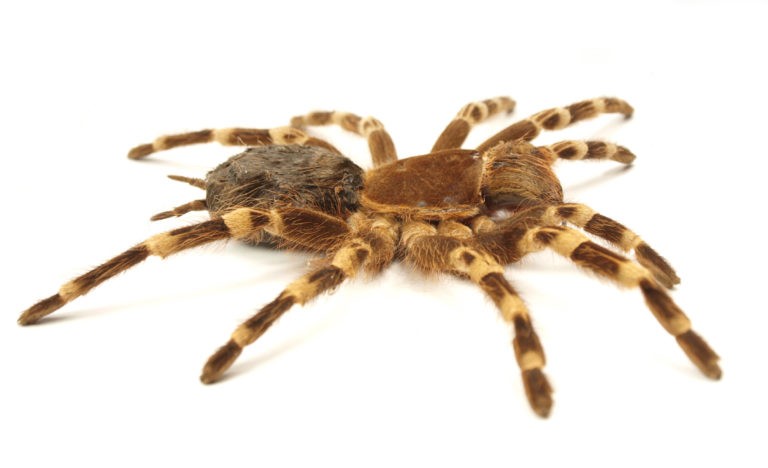 trap-door-spider-768x468
